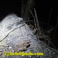 /home//u458753944/public_html/sourcegallery//Roxborough Toad Detour/2013-2019/2018/2018-04-13/P4130020.JPG